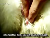 Rabbit's pussy getting fingered animal xxx