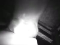 Night camera caught a man fucking an animal xxx video