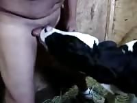 Fat man sex with an animal on a farm