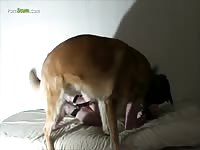 Huge canine dildo destroys a man's ass