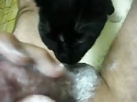 Animal xxx likes licking my cock