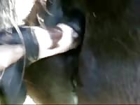 Horse xxx got fisted by gay