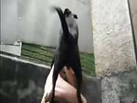 Beastiality lover and animal fucked outside