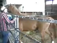 Horse anal sex with a cowboy