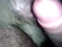 Pink dick inside a tight ass of an animal xxx