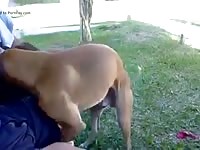 Big dog dick got masturbated by man