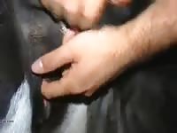 Mare horse anal fingering at farm