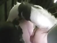 Horse xxx getting rubbed in the pussy