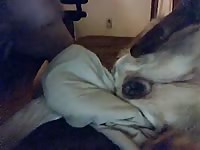 Amateur dog sex at the bed
