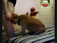 Gay beastiality stories webcam dog sex