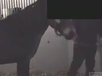 Horse porn giving blowjob to man