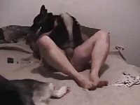 Naked gay on dog porno