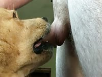 Dog giving blowjob to a gay