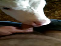White calf sucking a hard zoophilia cock