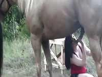 Horse anal sex with zoo farm lover