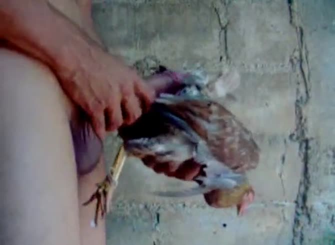 Man Fuck Chicken Porn Video - Me x zoo man fucking a chicken - AnnaTube