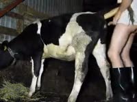 Cow Licks Dick - Cow licking a gay beastiality lover dick - AnnaTube