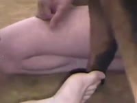 Couple have threesome with dog