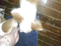 Slut providing her dog xxx needs