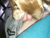 [ Animal Porn Film ] Dog giving blowjob to a huge hard cock