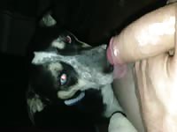 Dog giving blowjob to a huge hard cock