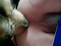 Furry dog xxx sniffs a gay's asshole