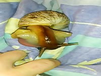 Big cock gets sucked by a snail animal sex