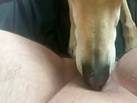 White babe pussy gets licked by her dog xxx
