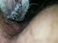 Horny porn dog licking a hairy pussy